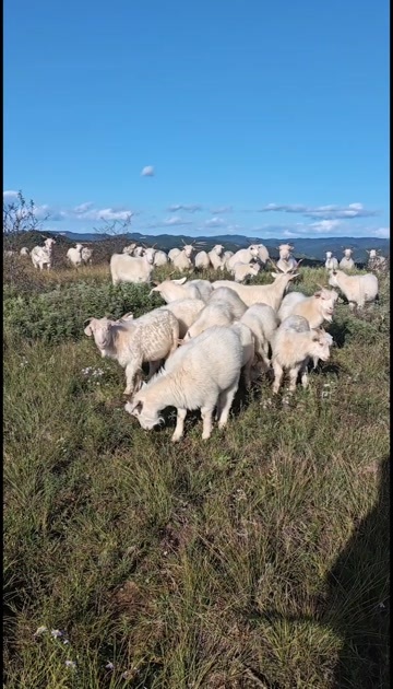 富县陕西延安富县优质羊肉产地直供