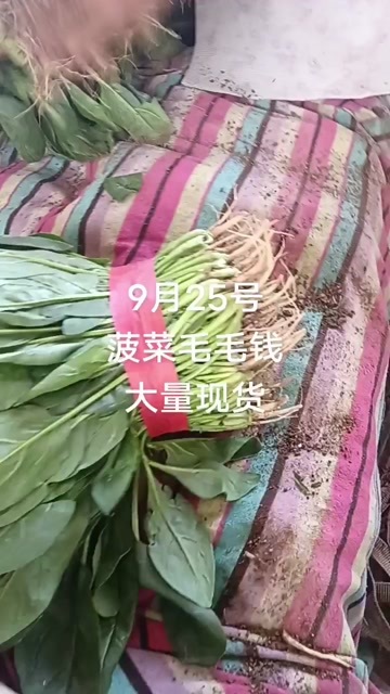 邯郸大叶菠菜
