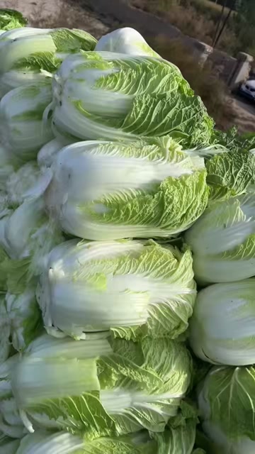 黄心大白菜