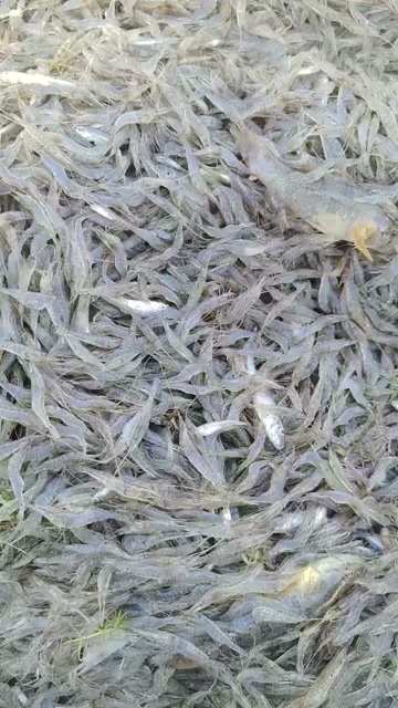 东北河虾