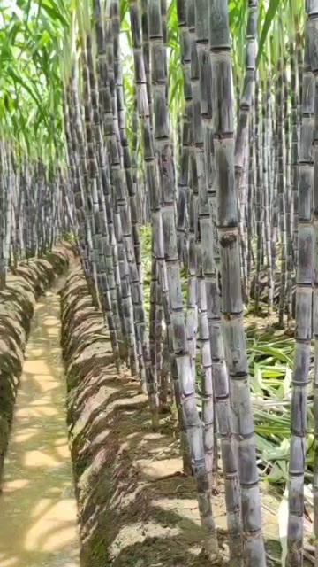 博白县广西黑皮甘蔗产地直销每日新鲜现挖现发
