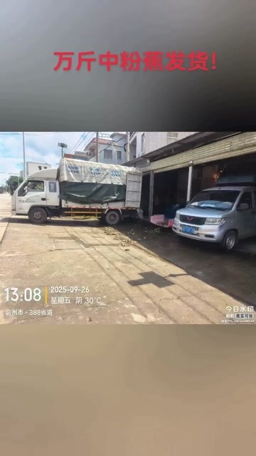 高州市高州粉蕉，香蕉产地直供，专业代收购，代发货！