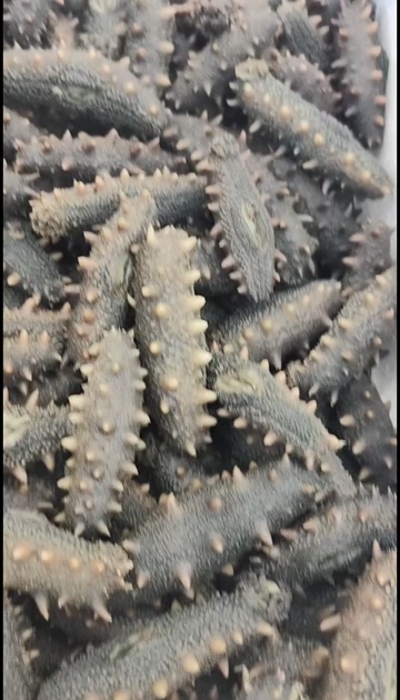 长海县深海半干海参