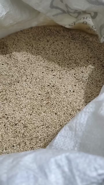 江西丰城白芝麻 粮油米面优质油料作物
