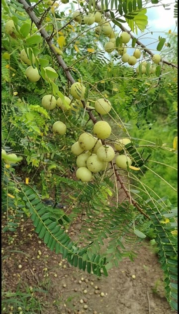 宾阳县甜余甘果