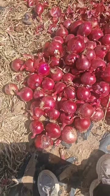 克东县甘肃紫洋葱大量供应