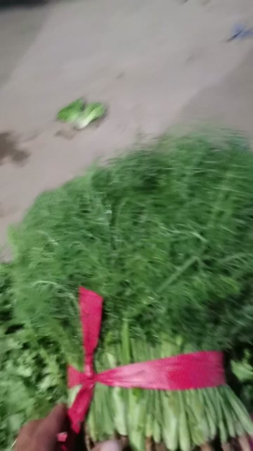 茴香苗，油麦，菠菜，生菜，意大利生菜等等各种蔬菜大量有货