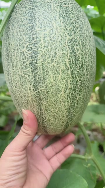 广西北海哈密瓜大量上市
