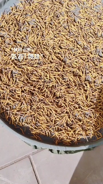 纯冬虫夏草