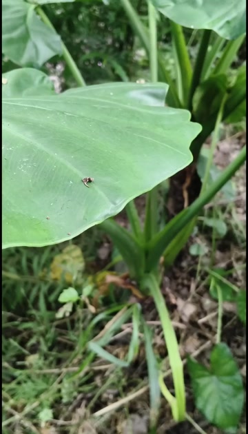滴水观音盆栽