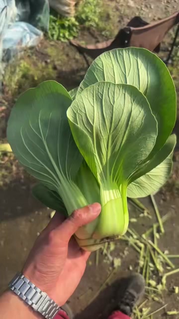 精品大颗上海青 （油菜）