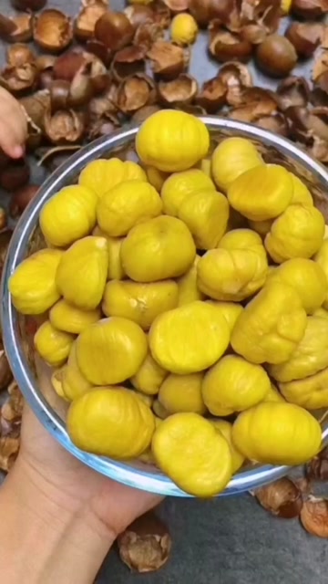 大朱山油栗