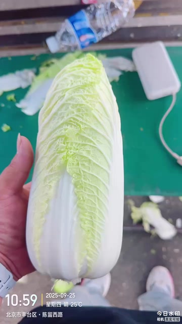 娃娃菜