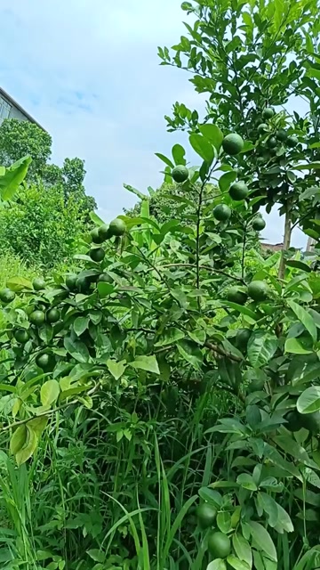 土柠檬（牛脚子）