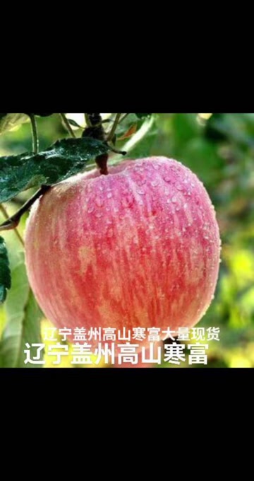 辽宁营口盖州市高山寒富大量现货价格美丽