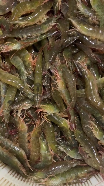湛江湛江南美白对虾活虾直供