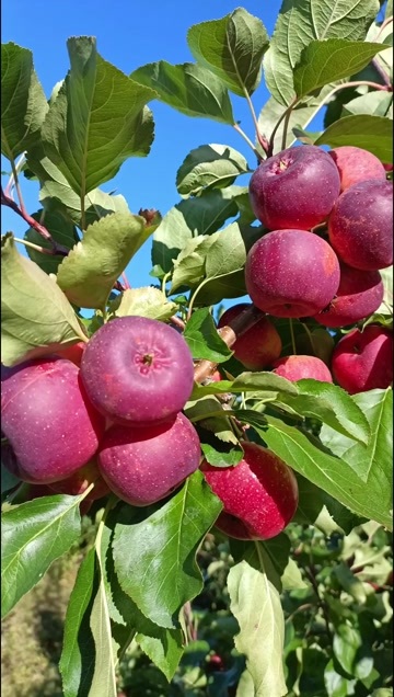 勃利县龙丰果，口感清脆，酸甜可口