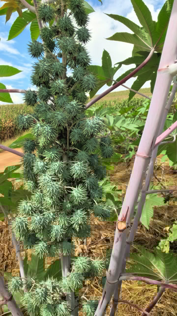 保山蓖麻籽