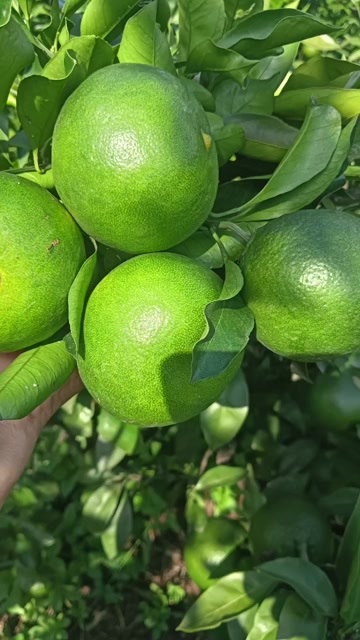 资中县四川蜜橘，大量上市，千万吨级产地