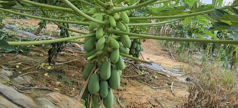 大白木瓜