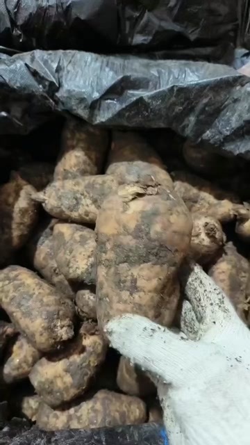 湖北秭归乌天麻 源头产地直发 高山乌天麻，