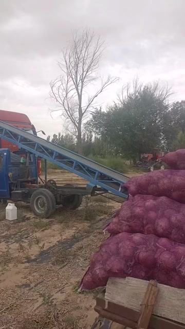 洋葱，多品种，多价位