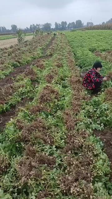 郸城县花生沙土    湿花生