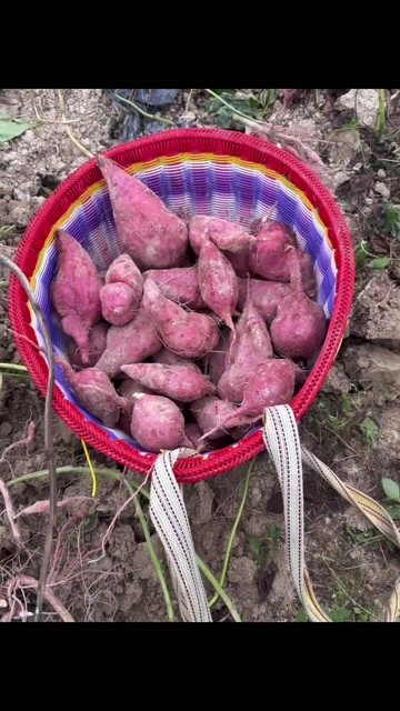 贵州本地老品种板栗粉糯红薯粉糯香甜地瓜番薯