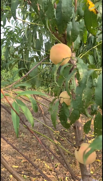 秋桃，以脆甜可口，营养丰富，含有多种微量元素。