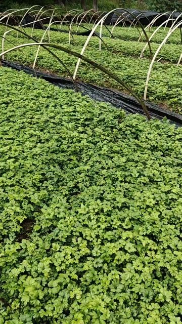 中药材黄连湖北鸡爪黄连利川黄连苗