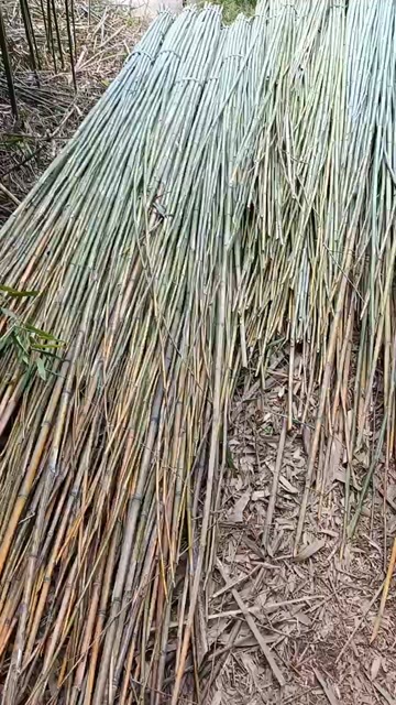 竹子，绿色环保，可用于种养殖大棚，果树撑杆等等