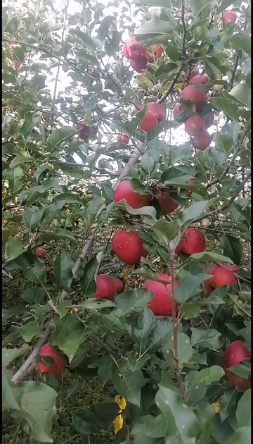 云南昭通鲁甸苹果。拒绝批发，只接受零售。