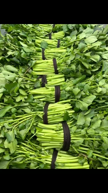 农场种植直接批发有机空心菜