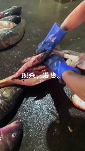 榆林精品鲤鱼籽上新