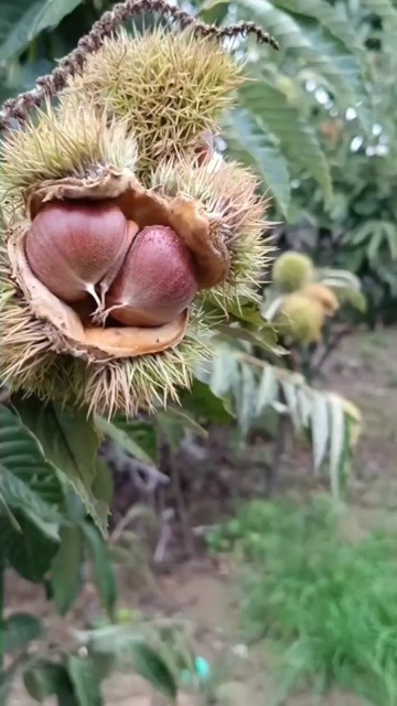 临沭县大板栗山东大板栗炒着吃煮着吃都可以