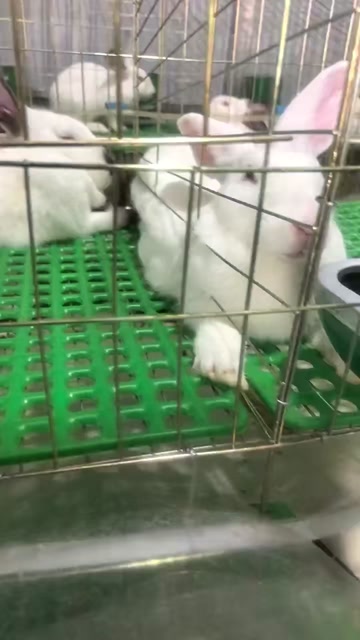 伊拉兔