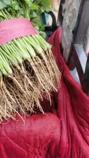 邯郸精品香菜，大量有货，价格不高