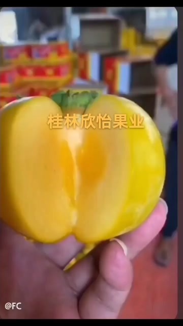 恭城县广西桂林恭城大量脆柿供应