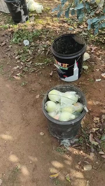 山东品种明月苹果