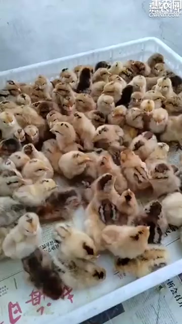 大红公鸡鸡苗，红公鸡鸡苗，红瑶改良品种包运输成活，成年5到6