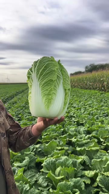 黄心大白菜
