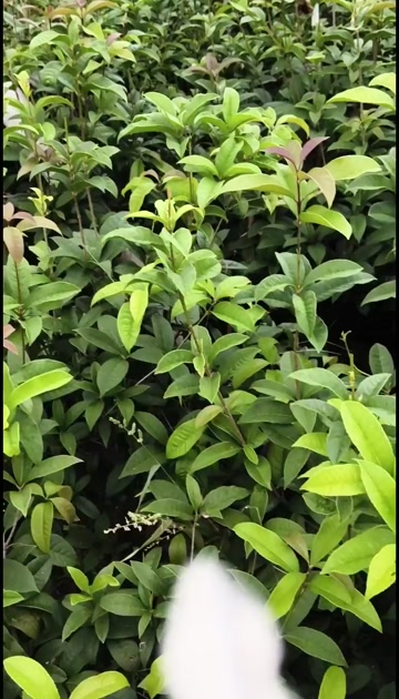 供应大袋四季桂