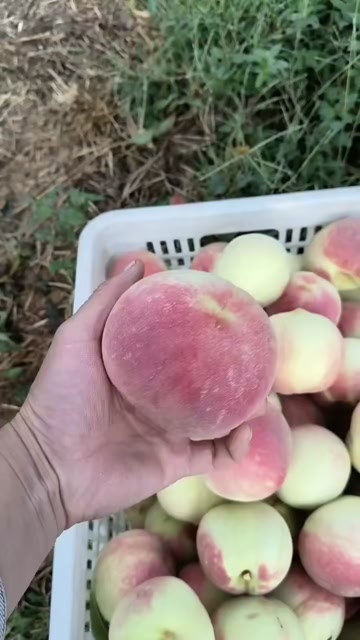 【晚熟秋桃！甜度高】山东金秋红蜜桃现摘现发头茬果