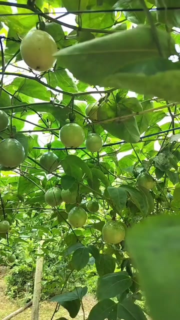 钦蜜九号黄金百香果（单颗重量90克+）产地直发