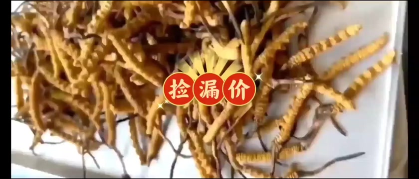 2025冬虫夏草正品头期冬虫草虫草王整草干货礼盒装西藏