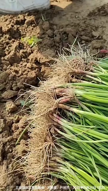 基地洋葱苗，一手货源，现挖现发，价格合适