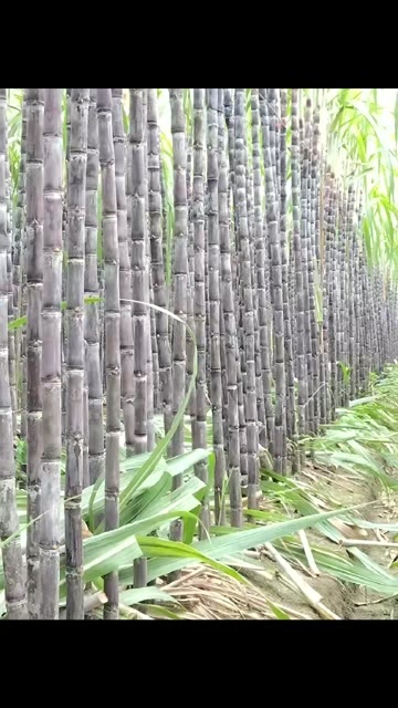 大新县无中间商感兴趣的老板可以联系