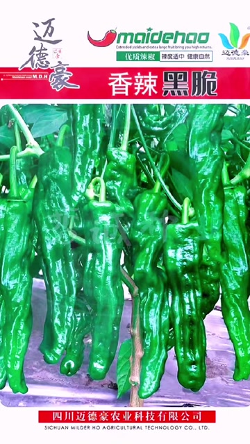 辣椒种子  香辣黑脆薄皮椒种籽早熟杂交皮薄质脆辣味香浓青果深