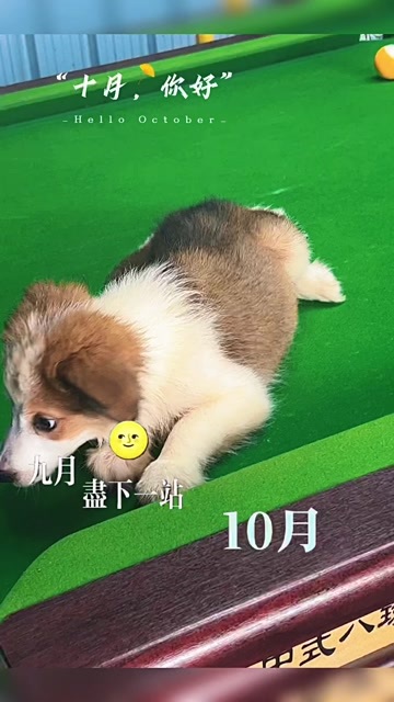遂溪县边境牧羊犬 三色金貂 小海盗弟弟