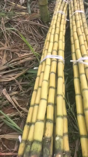 容县产地直发，质量保证，